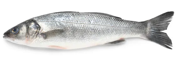 Loup de Mer d'Espagne Entier / Whole Branzino 800-1000g