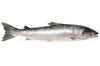 Saumon Atlantique Entier 12-14lb / Whole Atlantic Salmon 12-14lb
